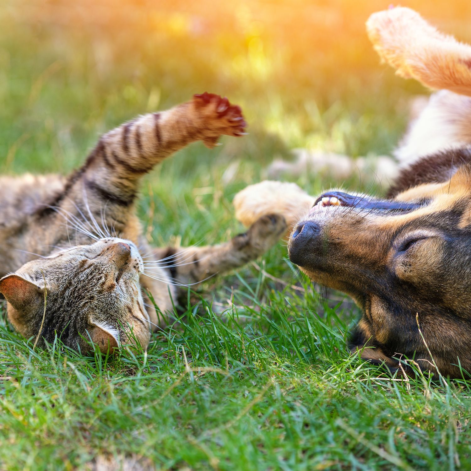 Hund und Katze liegen nebeneinander auf dem Rücken im Gras.